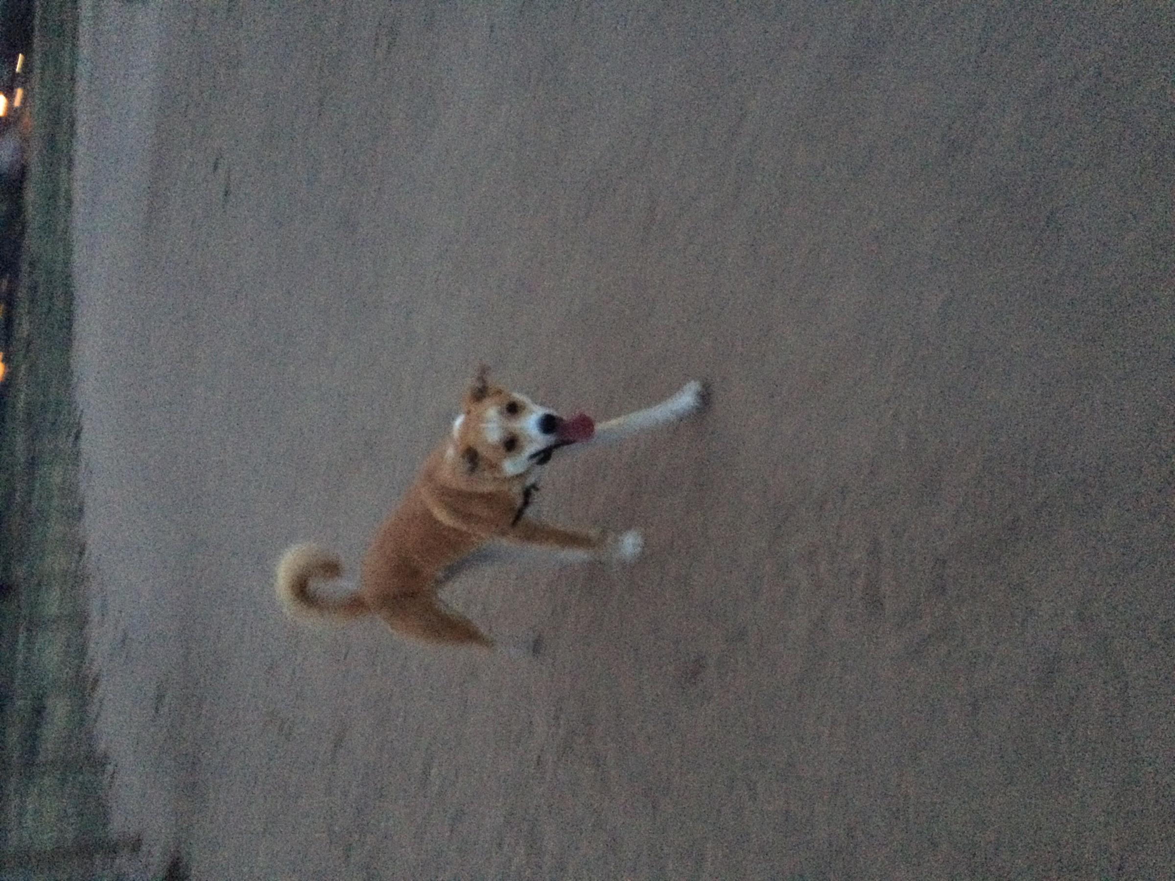 OffLeash Dog Parks in Highlands Ranch, CO BringFido