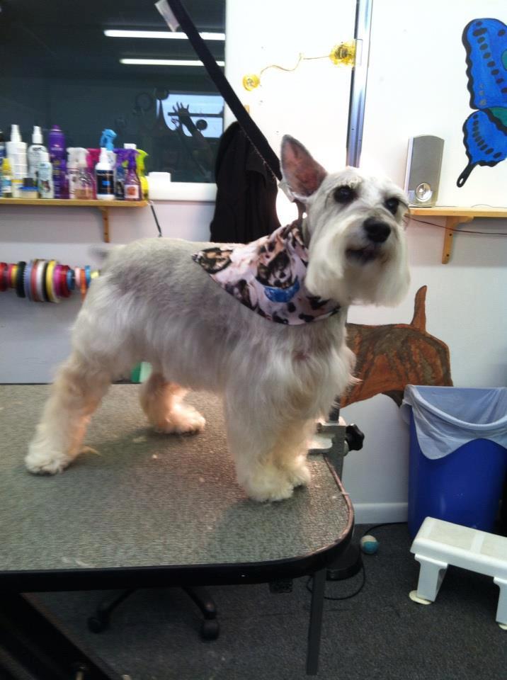 pooch palace long point road