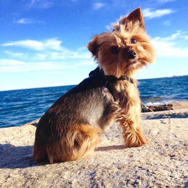 Dog Friendly Activities In Wareham Ma Bringfido