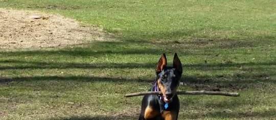 Sofia picking up sticks at the dog park Sofia picking up sticks at the dog park