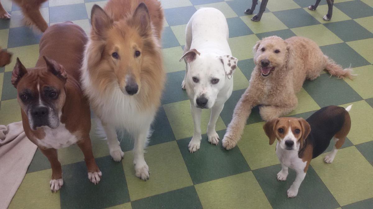 Directory of Doggie Daycare Boarding in Morton Grove IL BringFido