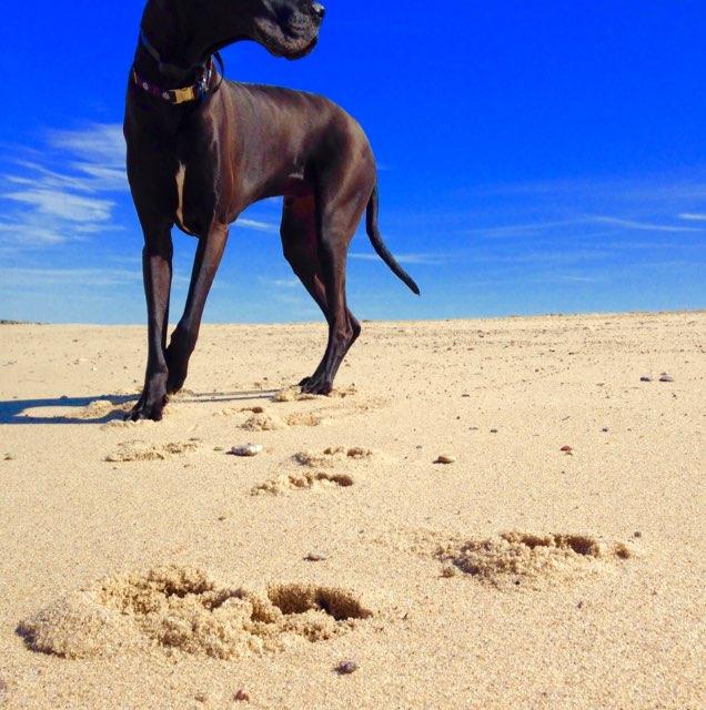 are dogs allowed at horseneck beach