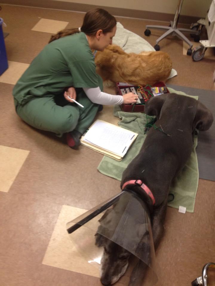Pet Friendly Veterinary Referral & Emergency Center