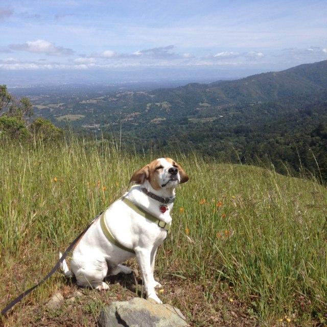 Dog Friendly Hiking Trails in Santa Clara CA BringFido