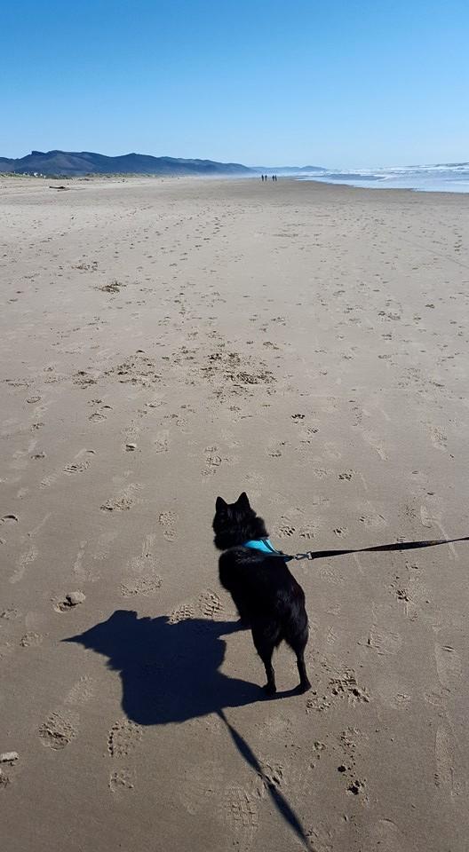 Dog Friendly Beaches in Tillamook OR BringFido