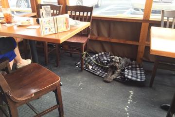 Dog Friendly Restaurants In Wesley Chapel Fl Bringfido