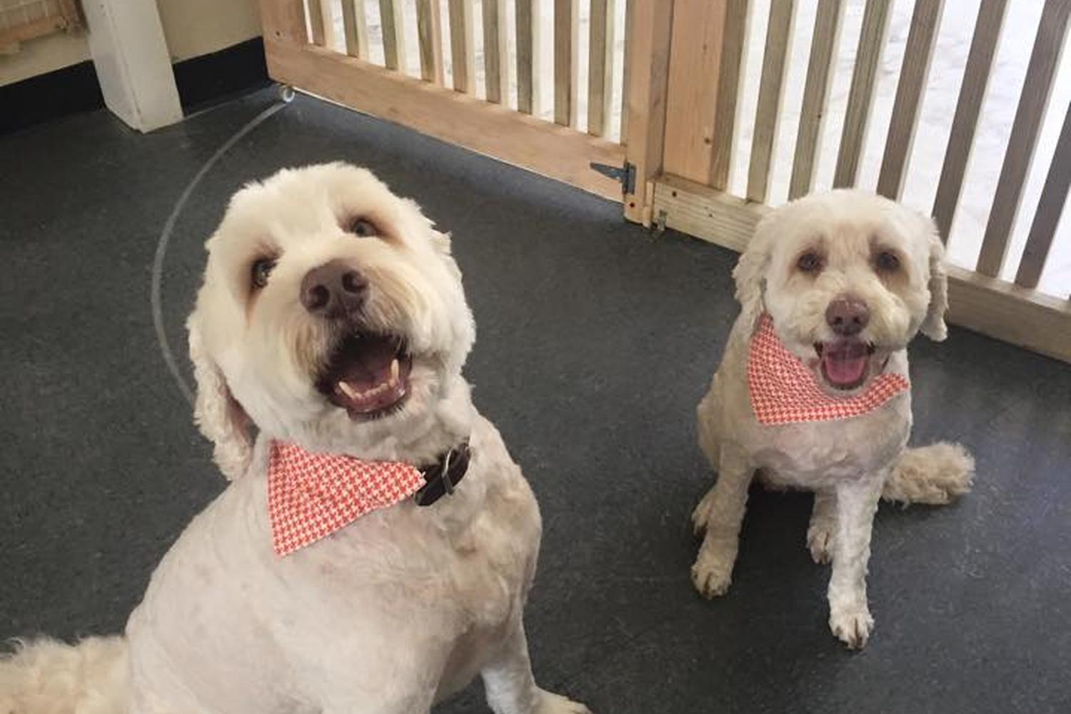 Simple White And Green Boutonnieres Melissa Robotti Photography Broadway Florist Of New Wedding Flower Inspiration Wedding Flowers Summer Green Boutonniere