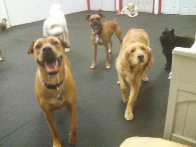 bow wow doggie day care