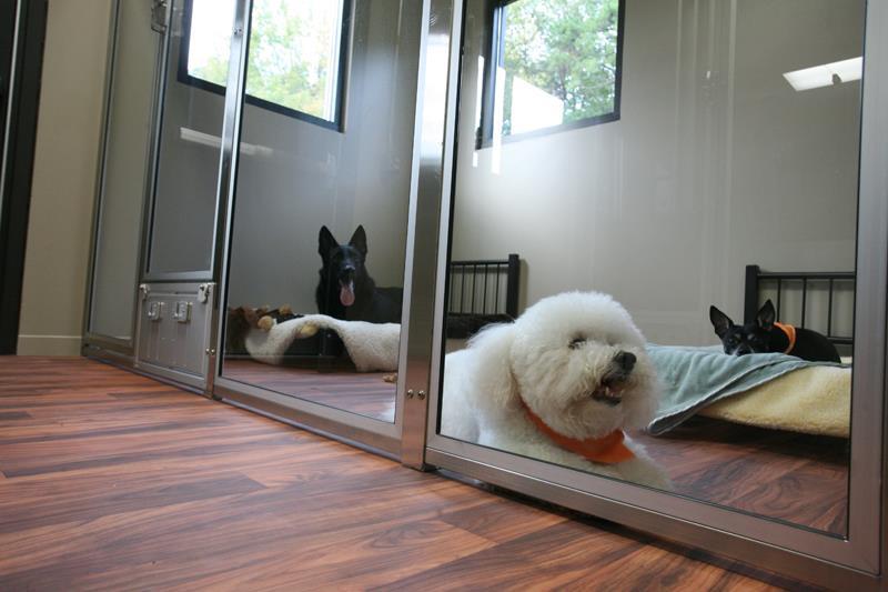 The Green Leaf Pet Resort 3rd Anniversary Event