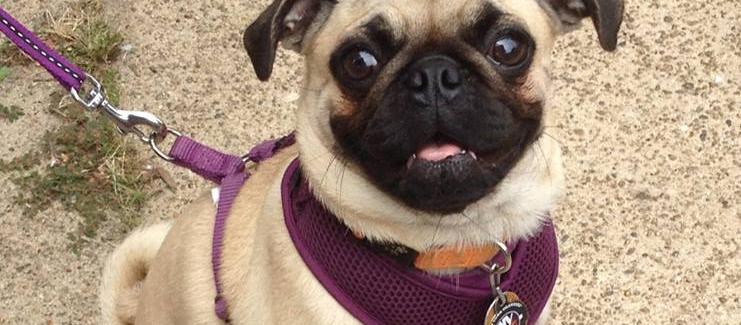 Joan's Ark Pet Sitting & Services Joan's Ark Pet Sitting & Services