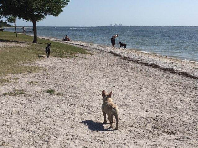 Picnic Island Beach Dog Park