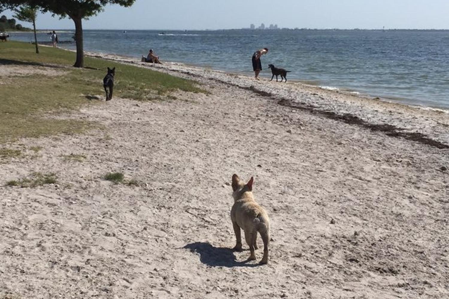 Picnic Island Beach Dog Park Picnic Island Beach Dog Park