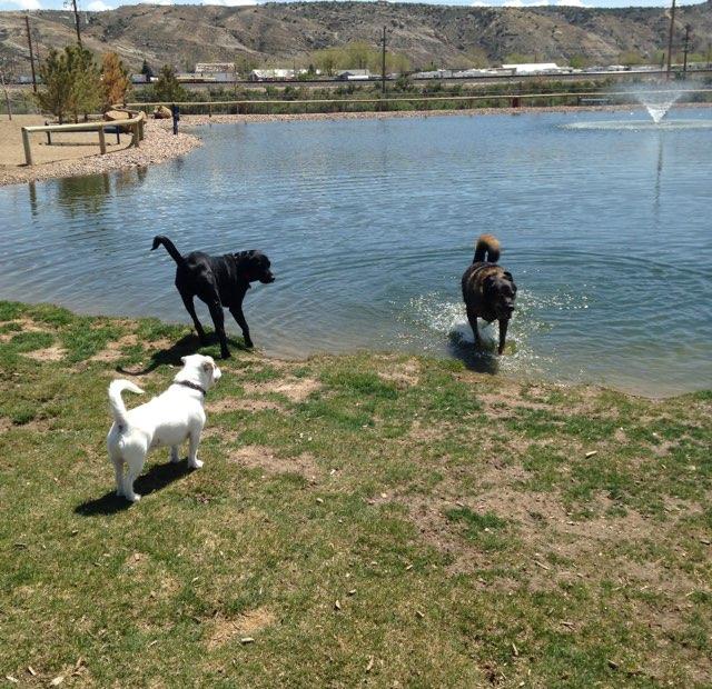 are dogs allowed at delta ponds park