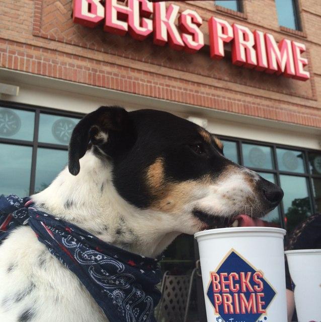 Pet Friendly Becks Prime