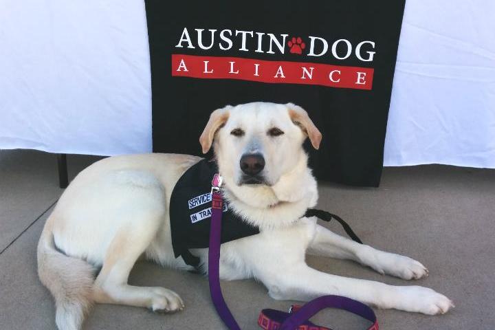 Pet Friendly Austin Dog Alliance
