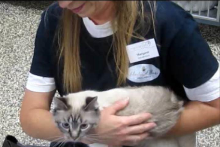 Pet Friendly Healing Effects Animal Massage