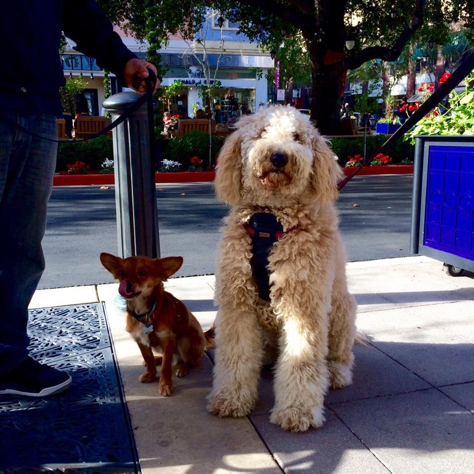 are dogs allowed in santana row town houses