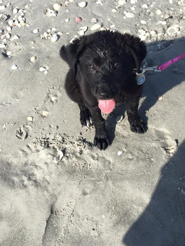 Tropical Winds Beachfront Motel And Cottages Pet Policy