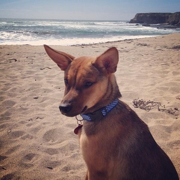 Dog Friendly Beaches in Santa Cruz CA BringFido