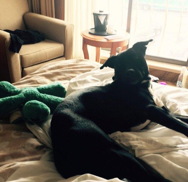 Dogs stay