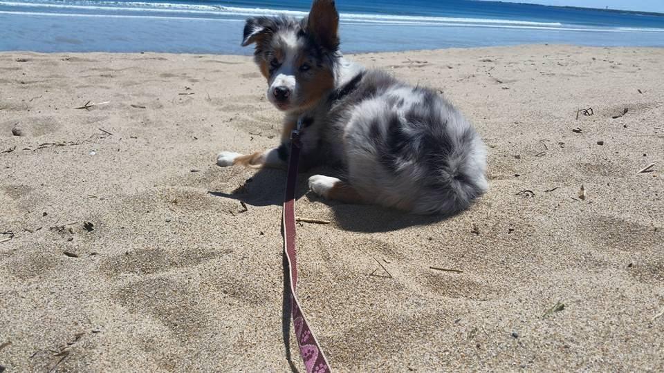 Dog Friendly Old Orchard Beach, ME - BringFido