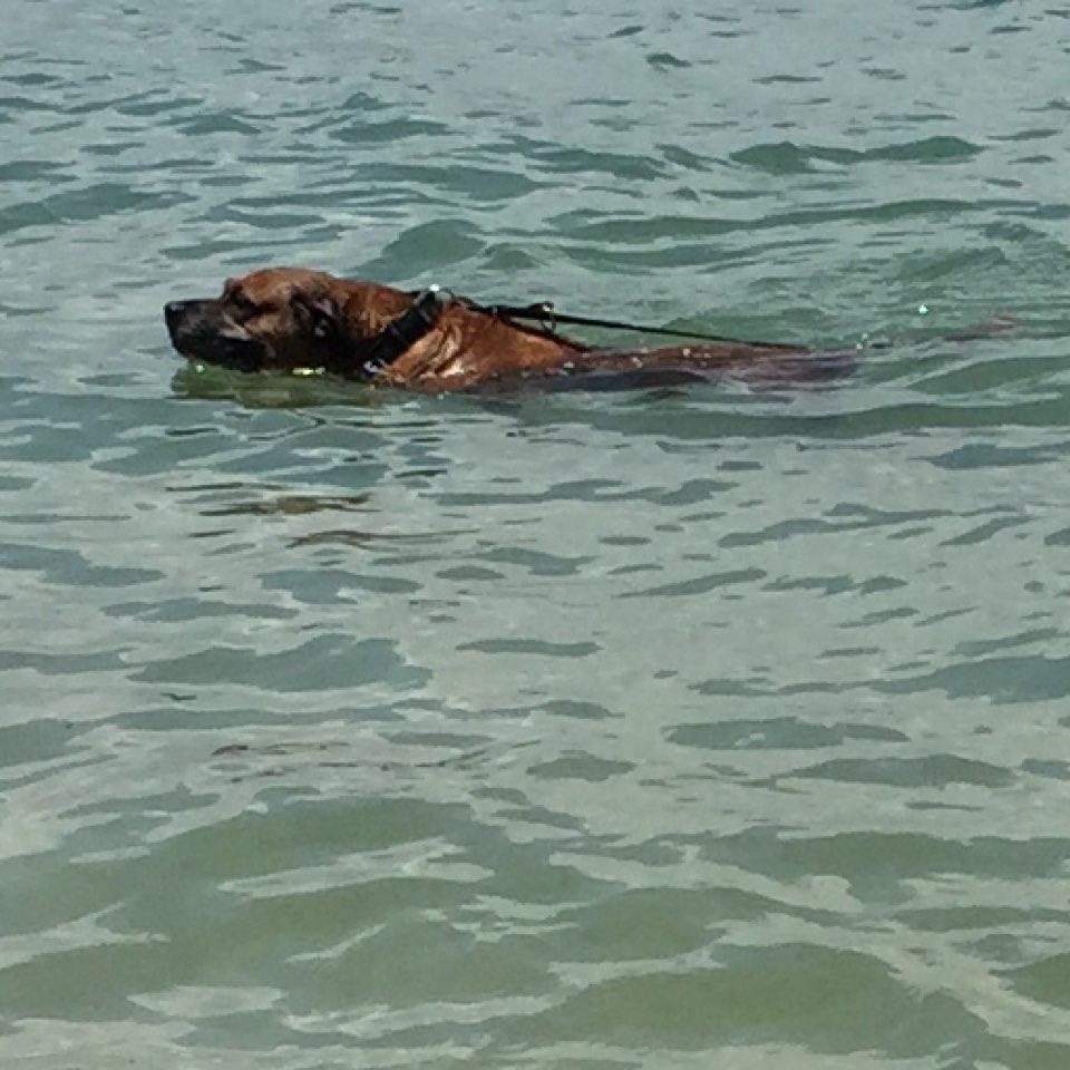 Dog Friendly New Smyrna Beach, FL