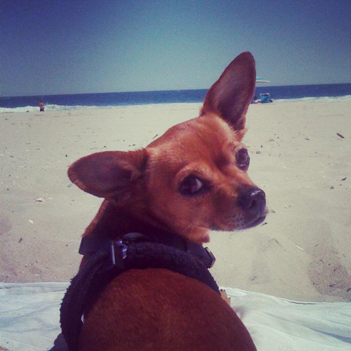 Dog Friendly Beaches In New Jersey Bringfido