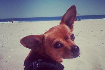 Dog Friendly Beaches In New Jersey Bringfido