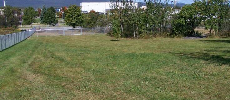 Grass and trees Grass and trees