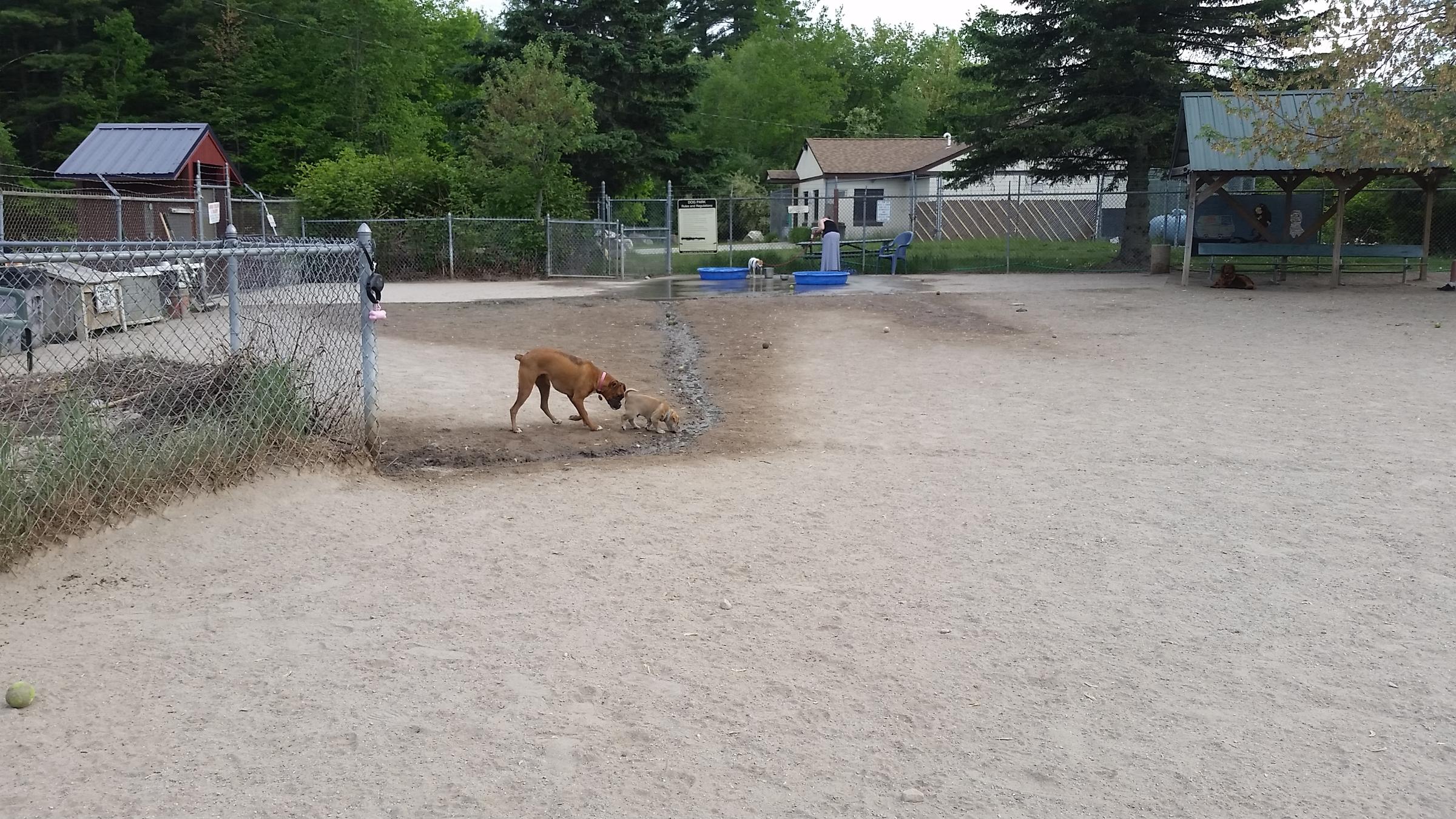 Pet Friendly Derry Dog Park