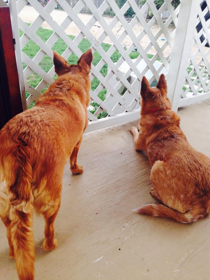 blue-collar-dog-ranch