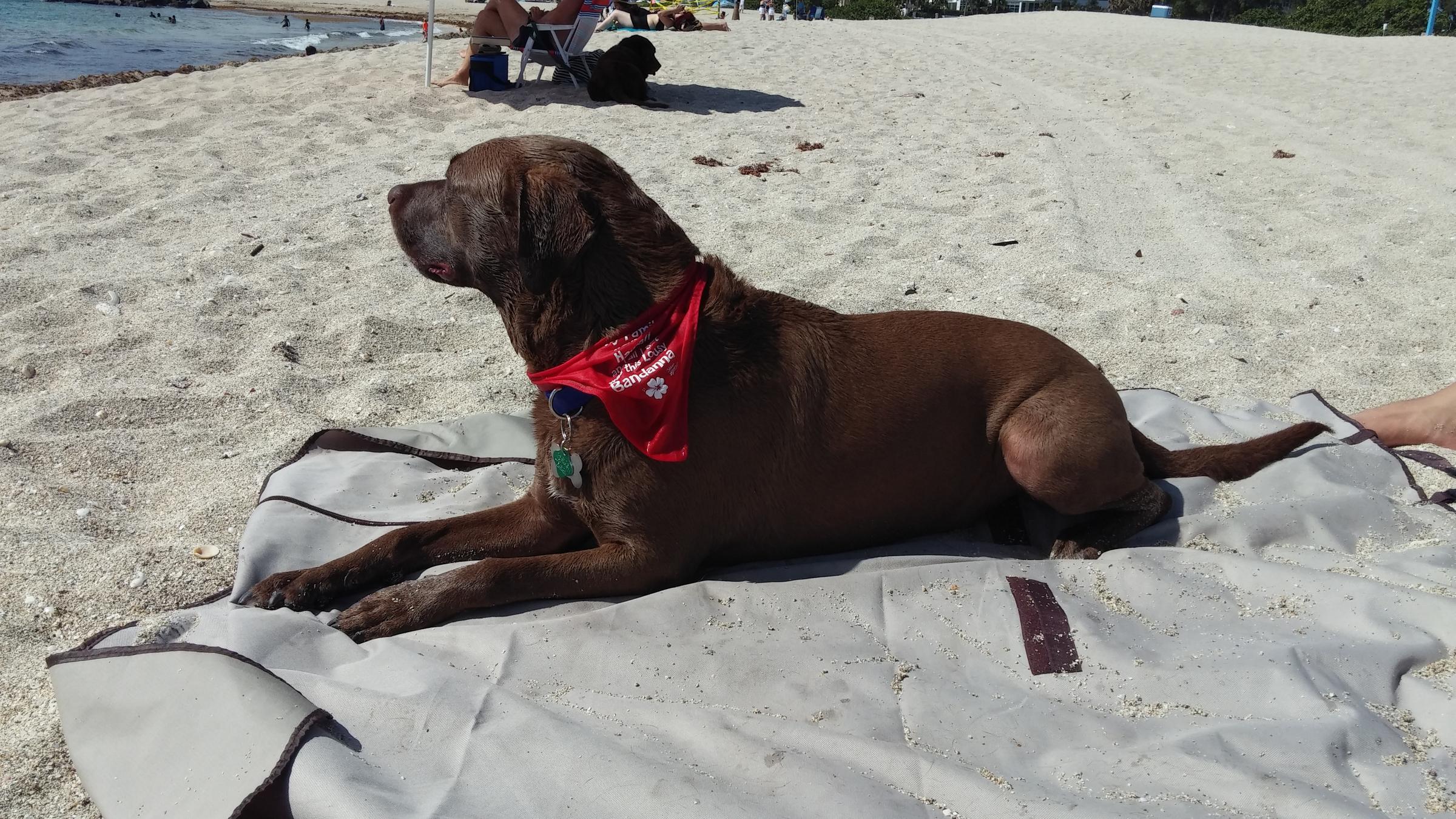 are dogs allowed at haulover beach