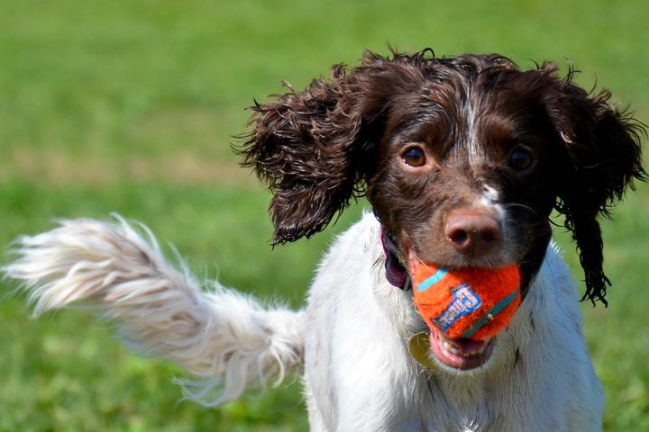 Pet Friendly Normanskill Farm Dog Park