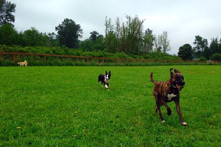 Pet Friendly Strawberry Fields for Rover Off-Leash Park