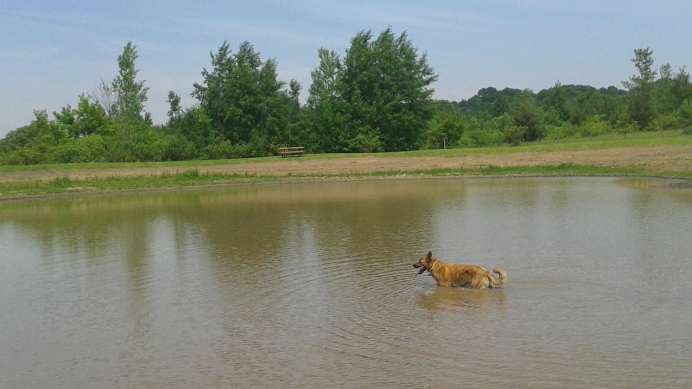 Pet Friendly Cleary Lake Dog Off-Leash Area
