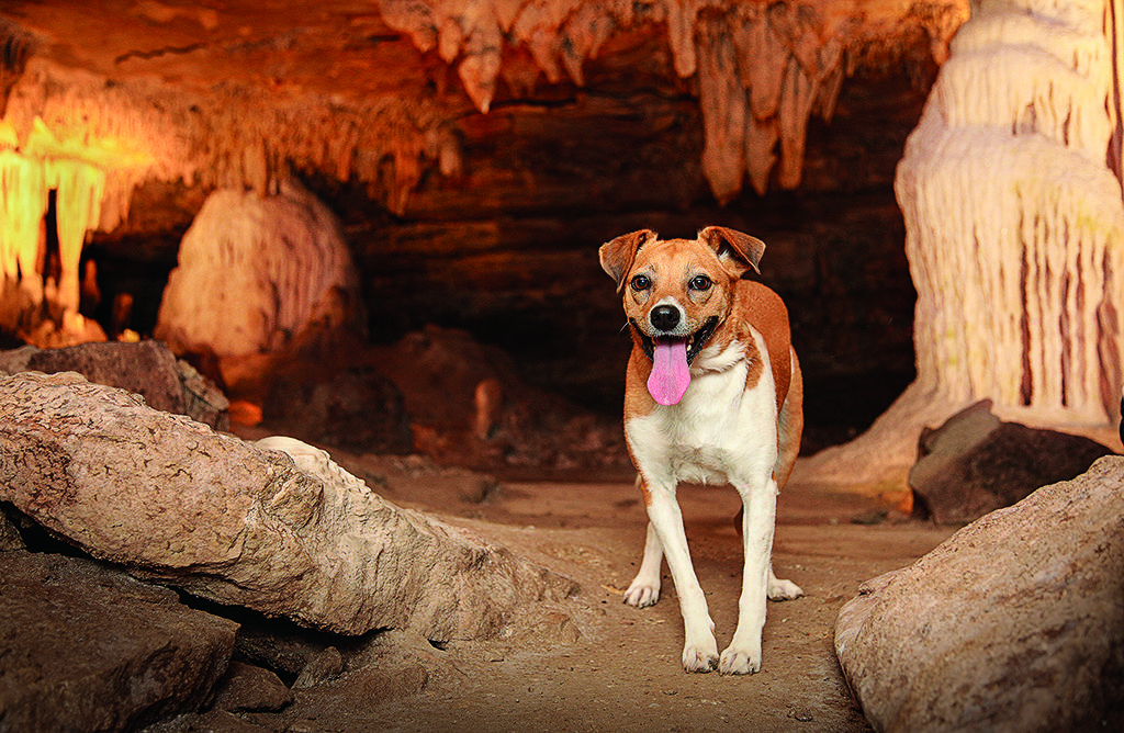 Pet Friendly Fantastic Caverns