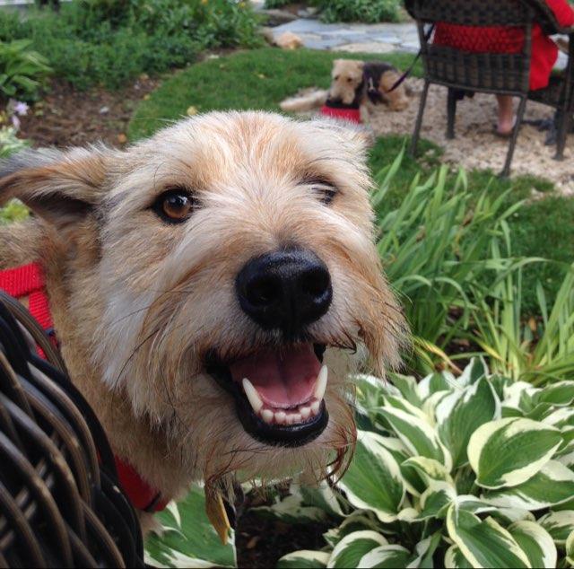 Pet Friendly Blowing Rock Brewing Company