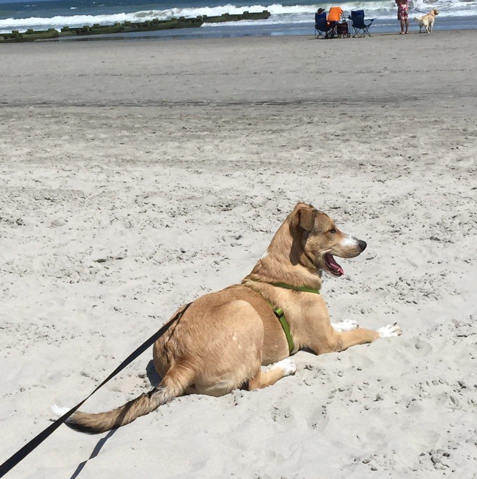 are dogs allowed on 6he beach in wildwood