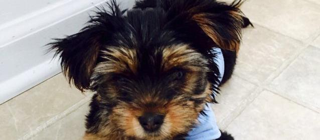 Dog Friendly Southfield Mi Bringfido