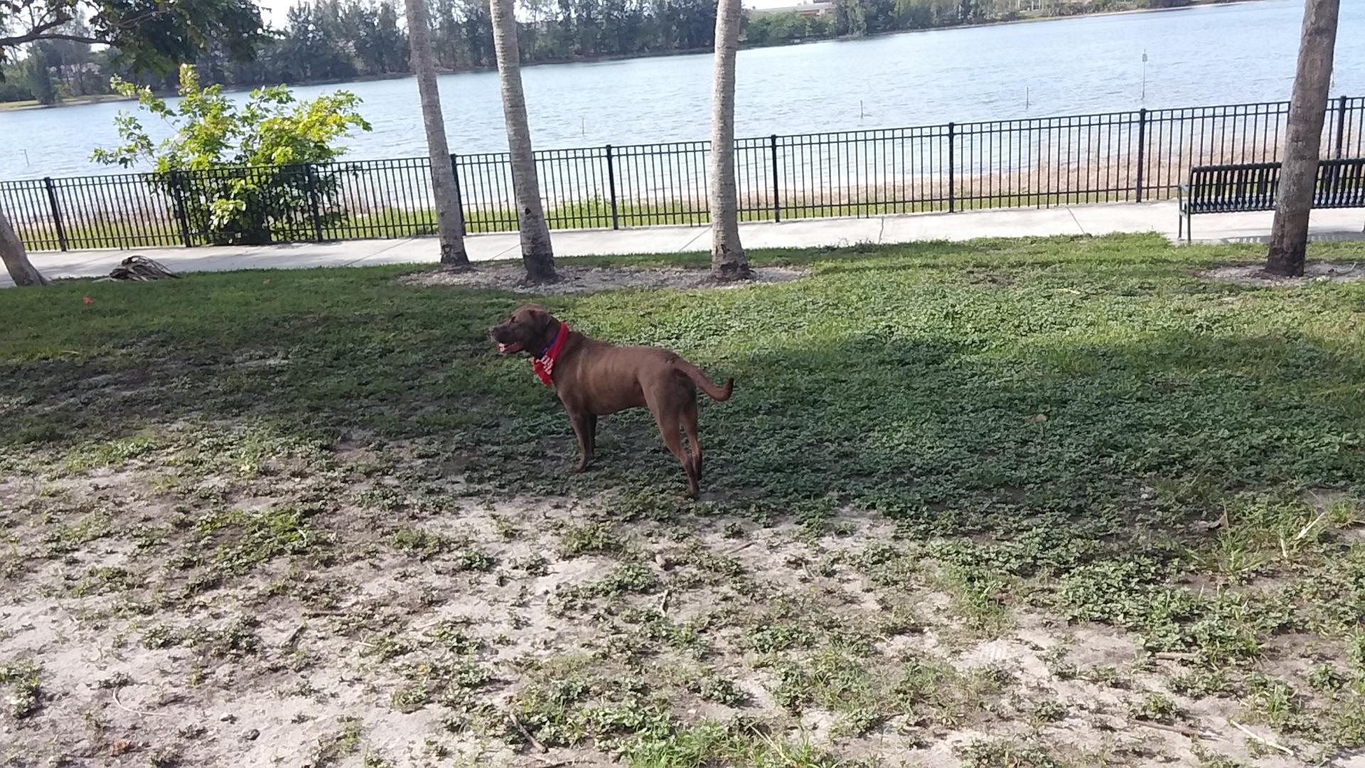 are dogs allowed in tropical park miami