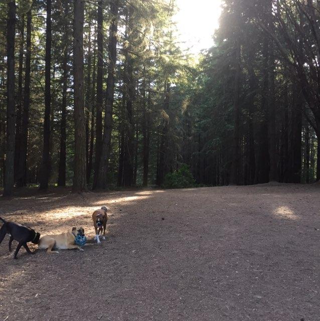 Pet Friendly Strawberry Hill Dog Park