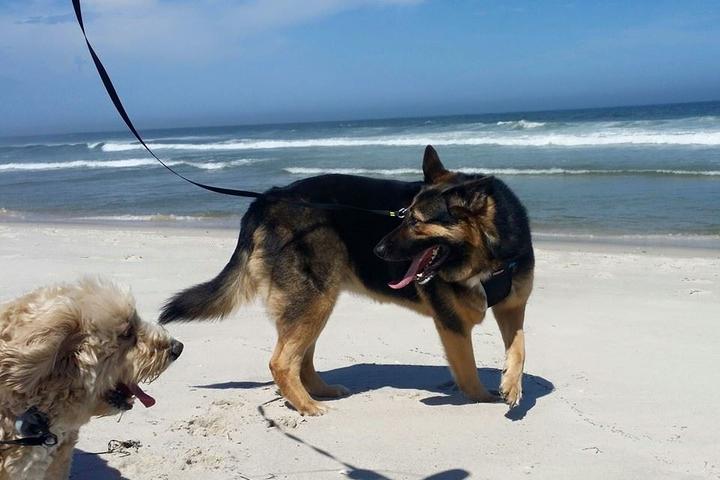 Directory of Pet Businesses in Lindenwold, NJ - BringFido Directory of Pet Businesses in Lindenwold, NJ - BringFido
