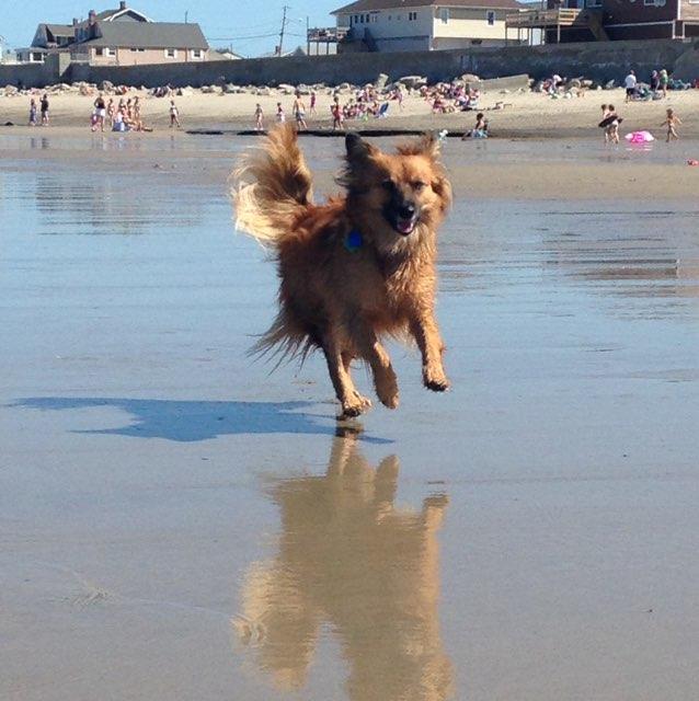 are dogs allowed on the beach in france