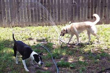 Directory Of Pet Businesses In Somerset Tx Bringfido