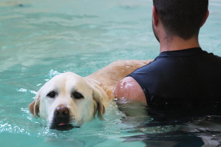 Pet Friendly Rocky's Retreat Canine Health & Fitness Center