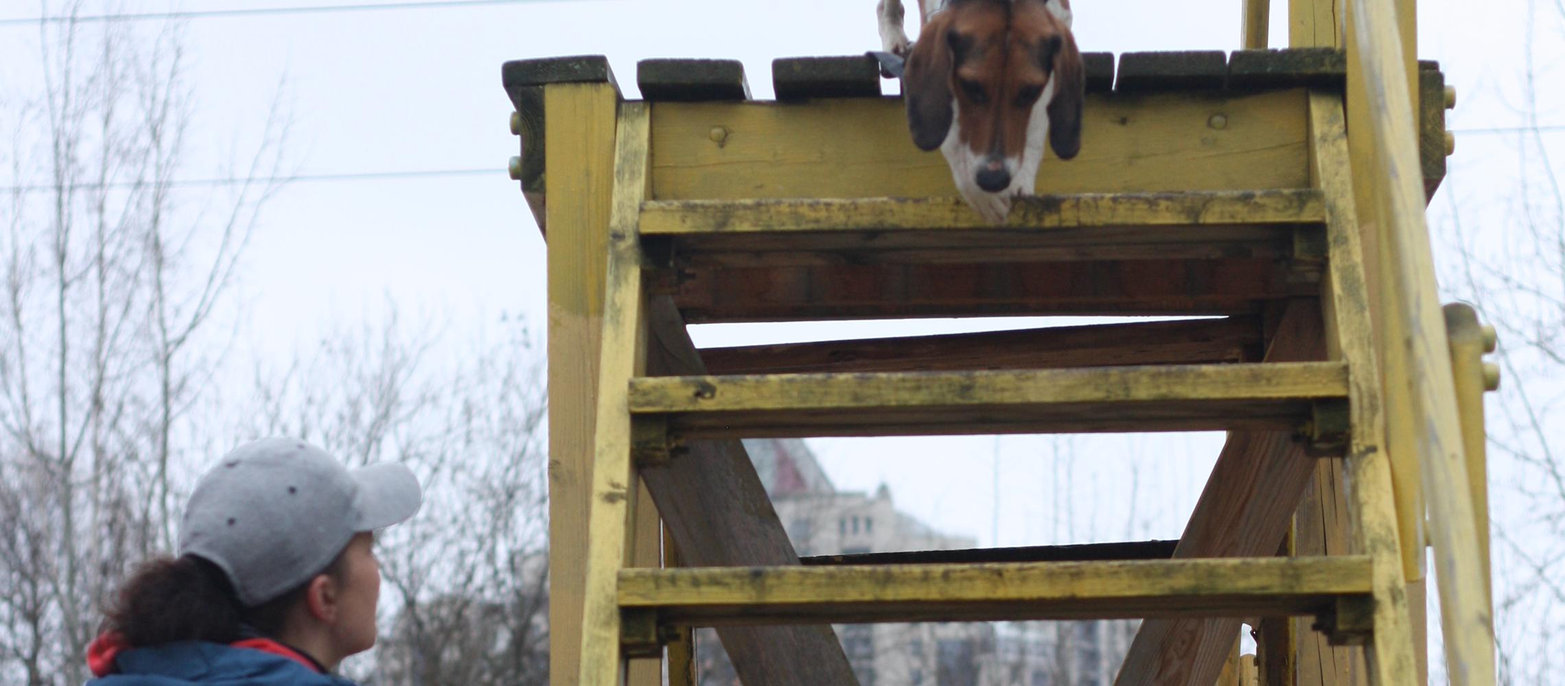 Dog Friendly Russia