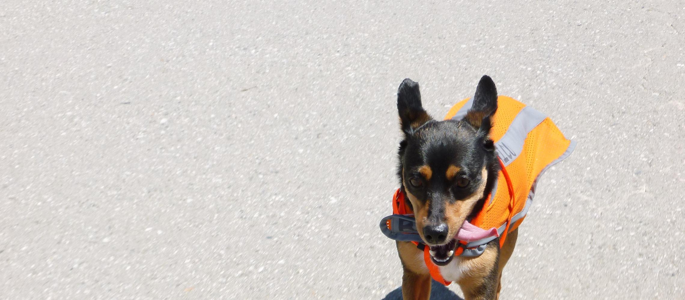 Dog Friendly Cerritos, CA