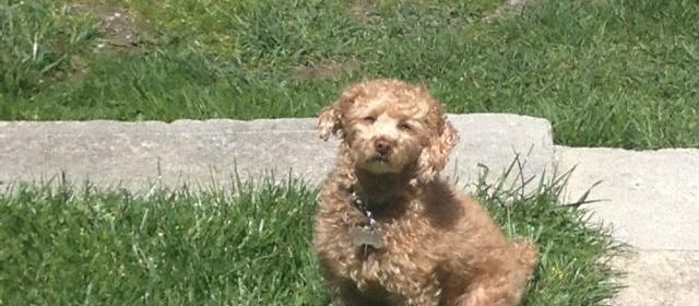 Dog Friendly Princeton, WV