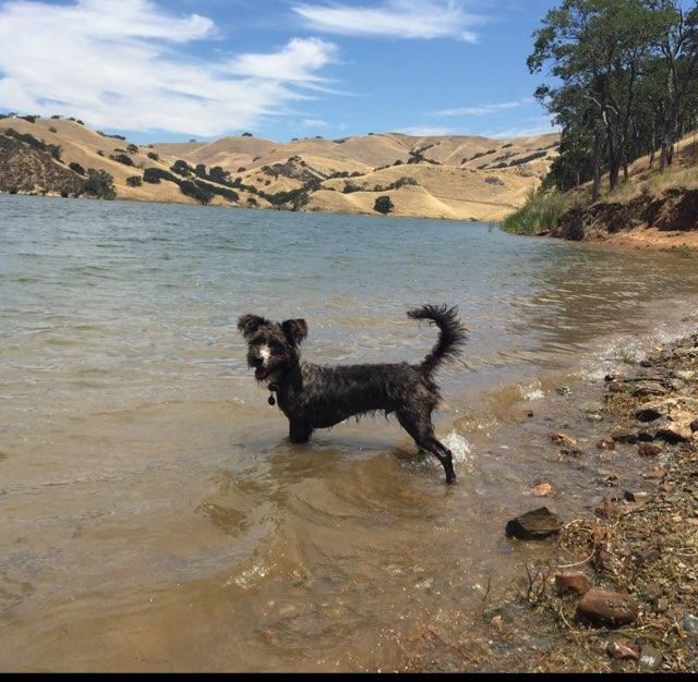 can dogs swim in lake del valle