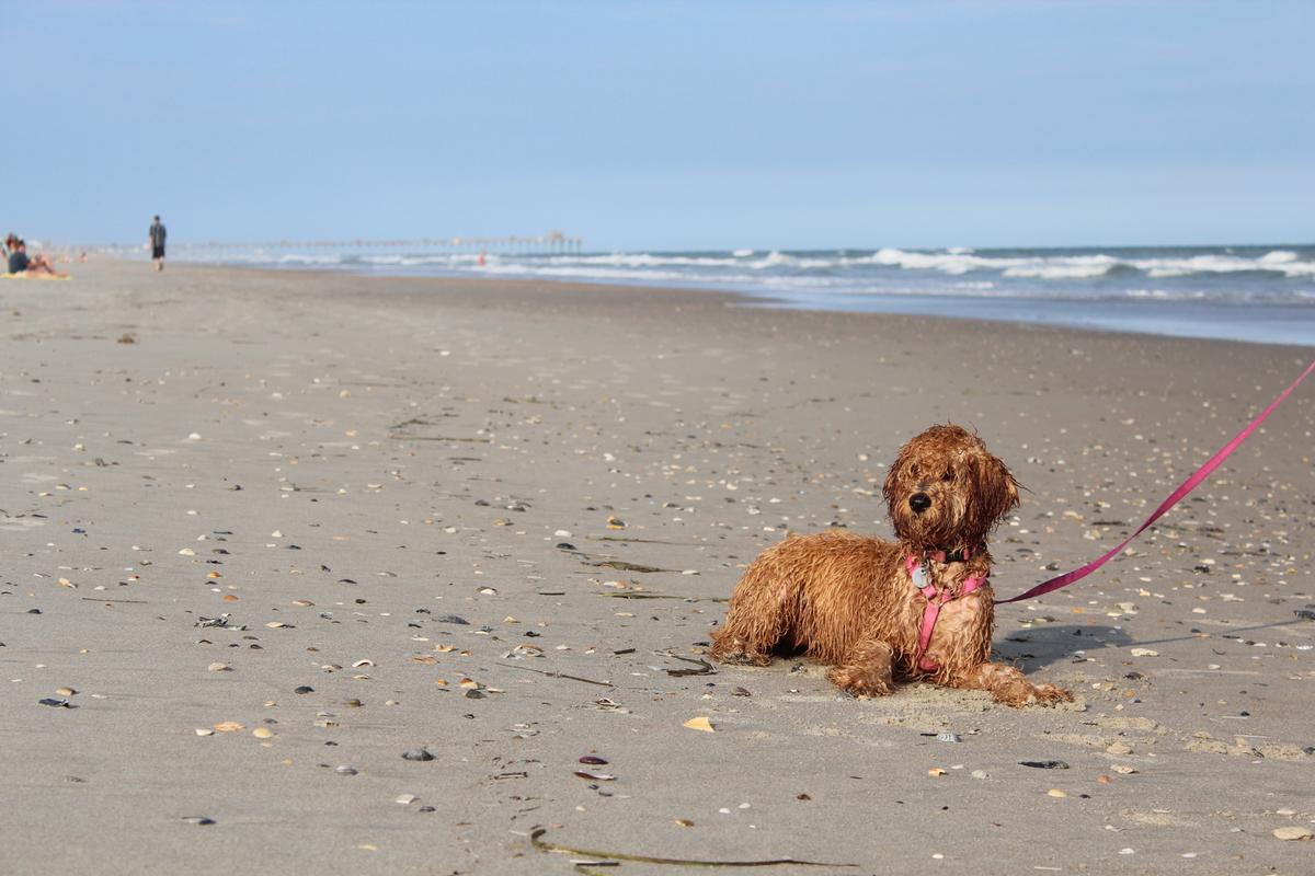 Pet Friendly Atlantic Beach, NC: A Guide for Traveling with Your Furry Friends